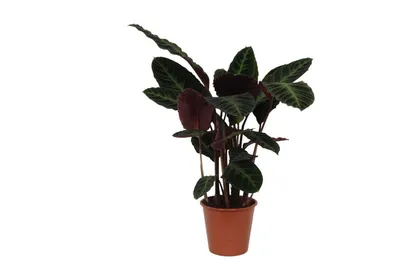 Produktbild von Everyplants Calathea Warscewiczii - 80 cm, Ø 19 cm