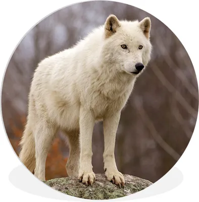 Produktbild von MuchoWow® Rundes Wandbild - Runde Bilder Wolf - Stein - Weiß Ø 60 cm Kreis Wanddekoration Kunststoff - Wandkreis - Wandschmuck - Wand Kreis - Das Schlafzimmer - Die Bilder - Wandmalerei - Kunst für das Haus - das Plastik