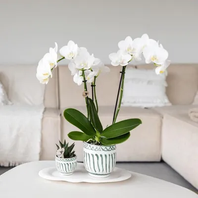 Zdjęcie produktu dla Doniczka Granada - zielona - Ø6cm - ozdobna doniczka ceramiczna w stylu