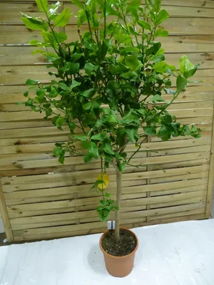Produktbild von [Palmenlager] - XXL Citrus limon / Echter Zitronenbaum / 170 cm - Zitrone mit Früchten/Blüten