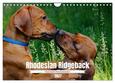 Produktbild von Rhodesian Ridgeback, Charmante Herzensbrecher (Wandkalender 2027 DIN A4 quer), CALVENDO Monatskalender