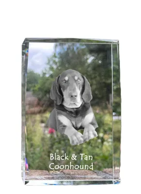 Produktbild von Art-Dog Bilderrahmen Schwarz-Lohfarbener Waschbärenhund I