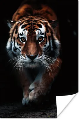 Produktbild von MuchoWow® Poster Tiere - Tiger - Schwarz - Wild - Porträt 60x90 cm - Wanddekoration