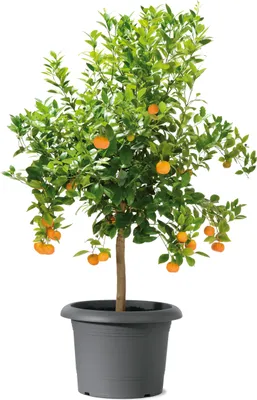 Produktbild von Scheurich 322/40 Pflanzgefäß Metallic Grey - 40 cm x 40 cm x 28,5 cm; 53091
