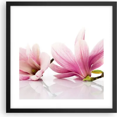 Produktbild von Gerahmtes Poster - Schwarzer Rahmen - Magnolie blume natur pflanze - 40x40 cm - Wand Bild - Wanddeko - Wandbilder - Wandposter - Bilderrahmen - Bilder - Kunstdruck - Wandbild - P2BAC40x40-2641
