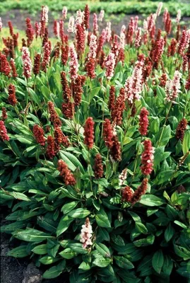 Obrázek produktu pro Persicaria aff. 'Darjeeling Red' - 48 rostlin - ↕10-25 cm - Ø9 cm - Červený trvalkový akcent - Snadná péče a odolnost vůči slunci