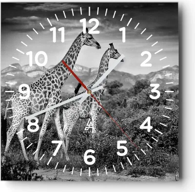 Produktbild von Wanduhr - Quadrat - Glasuhr - Giraffen Schwarzweiß Fotografie - 30x30cm - Schleichendes Uhrwerk - Lautlos - zum Aufhängen bereit - Dekoration Modern - Wanddekoration aus Glas - C4AC30x30-4441