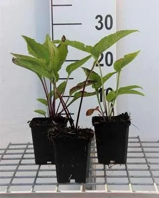 Obrázek produktu pro 6 x Echinacea purp. 'Leuchtstern' - Sonnenhut - Topf 9 x 9 cm