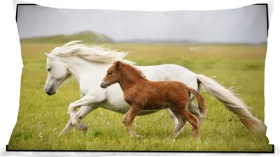 Produktbild von MuchoWow® Zierkissen Sofakissen Wohnzimmer Dekokissen 60x40 cm Pferde - Tiere - Gras - Kopfkissen - Polster mit Foto