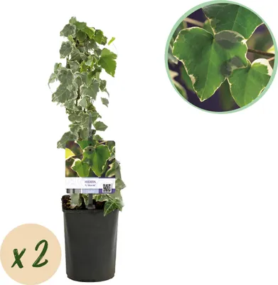 Produktbild von GreenboutiQ - Popínavá rastlina Hedera helix 'Glacier' (brečtan pestrý) - Stálezelený a nenáročný na starostlivosť - 2 rastliny v kvetináči Ø11 cm - Výška cca 40 cm