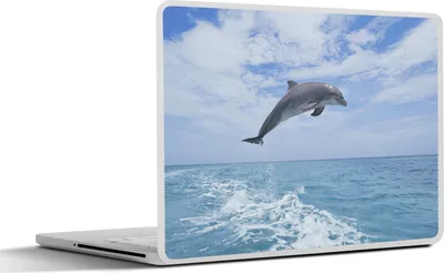Produktbild von MuchoWow® Laptop Aufkleber Sticker Cover Delfin - Meer - Himmel 30x22 cm - Laptop-Sticker
