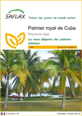 Image de SAFLAX - Palmier royal de Cuba - 8 graines - Roystonia