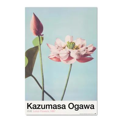 Produktbild von Poster lotusblumen von k.ogawa