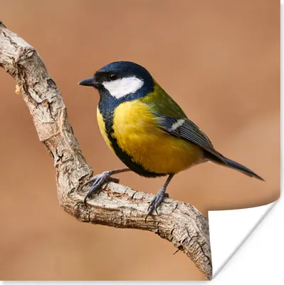 Produktbild von MuchoWow® Poster Vogel - Kohlmeise - Zweige 30x30 cm - Wandposter - Printing
