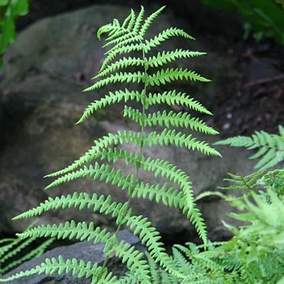 Immagine prodotto di 6 x porri a fiore - Thelypteris palustris | vaso 9cm x 9cm