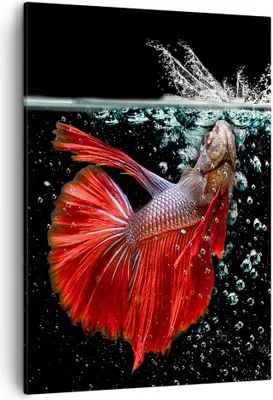 Produktbild von Bild auf Leinwand - Leinwandbild - Einteilig - Fisch Wasser Natur - 50x70cm - Wand Bild - Wanddeko - Wandbilder - Leinwanddruck - Wanddekoration - Leinwand bilder - Wandbild - PA50x70-3492