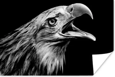 Produktbild von MuchoWow® Poster Adler - Porträt - Raubvögel - Schwarz - Weiß - Vogel 180x120 cm - Fotoplakat