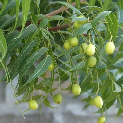 Produktbild von Neem (Azadirachta indica)  - 5 Samen