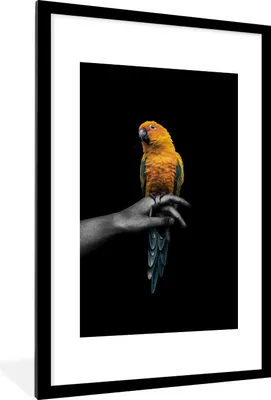 Produktbild von MuchoWow® MuchoWow® Gerahmtes Poster Vogel - Zweig - Papagei 60x90 cm - Poster mit zchwarzem Bilderrahmen - Dekoration - Wandposter Wohnzimmer - Hochwertig