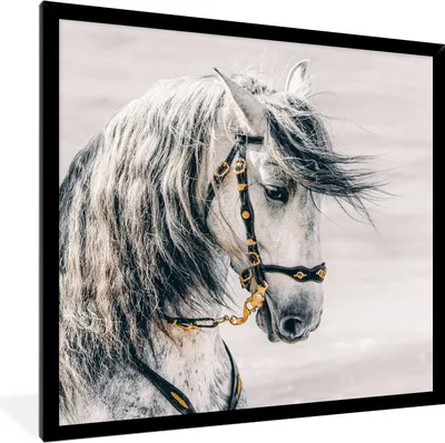 Produktbild von MuchoWow® MuchoWow® Gerahmtes Poster Pferd - Weiß - Gold 40x40 cm - Poster mit zchwarzem Bilderrahmen - Mit Rahmen - Wanddekoration Schlafzimmer