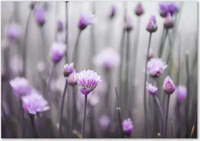 Produktbild von Tulup® Glas-Bild - 100 x 70 - Wandbild aus Glas - Wandkunst - Wandbild hinter gehärtetem Sicherheitsglas - Blumen & Pflanzen - Schnittlauchblumen - Lila