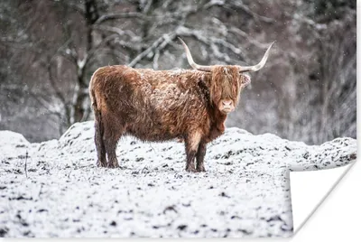 Produktbild von MuchoWow® Poster Schottischer Highlander - Baum - Schnee 90x60 cm - Schlafzimmer