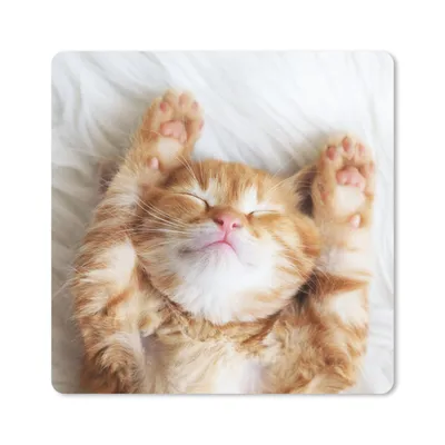 Produktbild von MuchoWow® Mauspad Mousepad Katze - Rot - Haustiere - Kätzchen 20x20 cm - Mousepads - Maus Mat - Pad - Mausunterlage - Desk Mat - Bureauartikeln