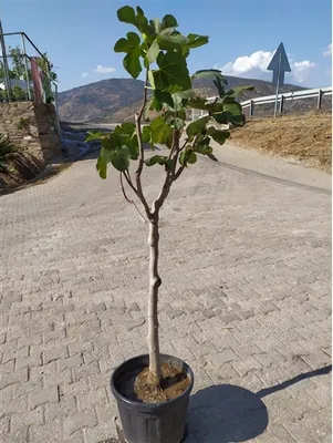 A potted fig tree stands on a paved surface with a road and hills in the background.