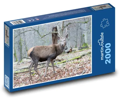 Obrázek produktu pro martinpuzzle - Puzzle 2000 - Jelen - divoká zvěř, les