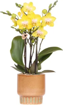 Image de Orchidée Albenga jaune dans un cache-pot Bold Cognac Ø9cm, plante d'intérieur