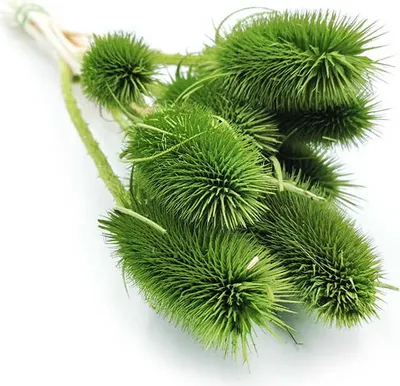 Produktbild von Distel - (Dipsacus) - Grüne