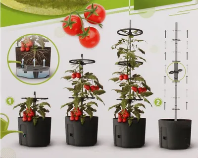 An instructional image showing the stages of tomato plant growth in a self-watering pot, with a diagram illustrating the watering system.