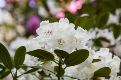 Produktbild von Rhododendron Hybr. 'Hachm. Picobello', rot, 30–40 cm