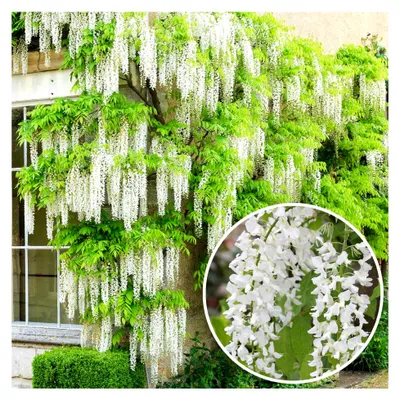 Produktbild von Glyzinien Alba - Weiß blühende laubabwerfende winterharte Kletterpflanze für den Garten