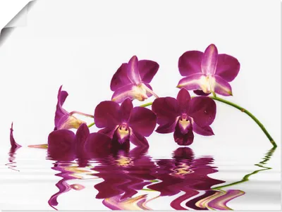 Produktbild von ARTland Poster Phalaenopsis Orchidee Größe: 120x90 cm