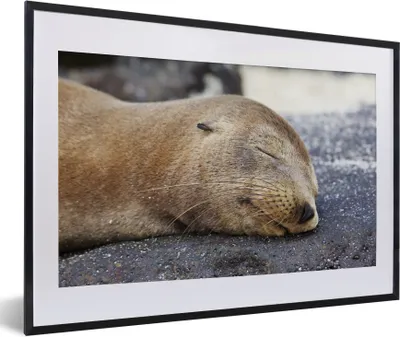 Produktbild von MuchoWow® MuchoWow® Gerahmtes Poster Nahaufnahme - Tiere - Steine 60x40 cm - Poster mit zchwarzem Bilderrahmen - Schlafzimmer - Plakat in Rahmen - Drucken