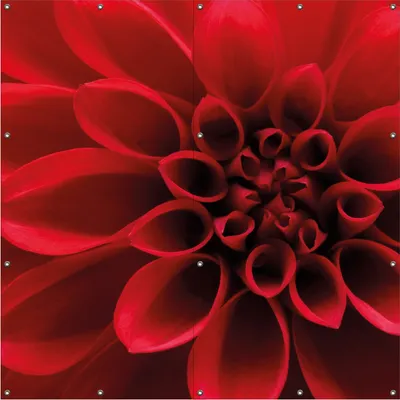 Produktbild von Wallario Outdoor-Poster für Garten oder Balkon, Motiv Rote Dahlienblüte in Nahaufnahme, in ca. 180 x 180 cm