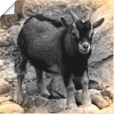 Produktbild von ARTland Poster Zwergziegen Baby Kontakt Größe: 50x50 cm