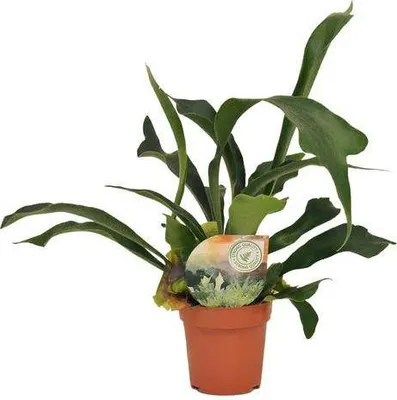 Obrázok produktu pre Parohovec Platycerium bifurcatum – izbová rastlina, priemer 12 cm, výška 35 cm, nenáročná na starostlivosť