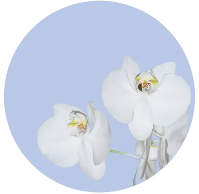 Produktbild von Sanders & Sanders selbstklebende runde Tapete Blumen Hellblau und Weiß - 601087 - Ø 70 cm