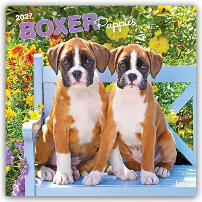 Produktbild von Boxer Puppies - Boxer Welpen 2027 - 16-Monatskalender