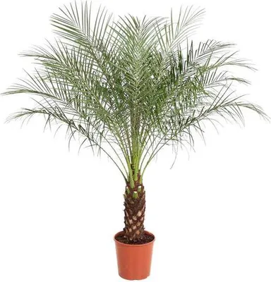 Zdjęcie produktu dla Miniaturowa palma daktylowa Phoenix roebelenii, średnica 27 cm, wysokość 150 cm – egzotyczna palma pokojowa