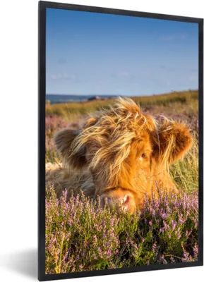 Produktbild von MuchoWow® MuchoWow® Gerahmtes Poster Schottische Hochlandrind - Heide - Gras - Tiere 60x90 cm - Poster mit zchwarzem Bilderrahmen - Kunst