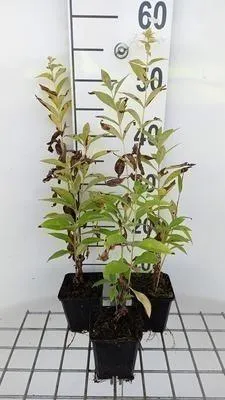 Zdjęcie produktu dla 6 x Floks (p) 'Fujiyama' - Kwiat płomienisty - doniczka 9 x 9 cm