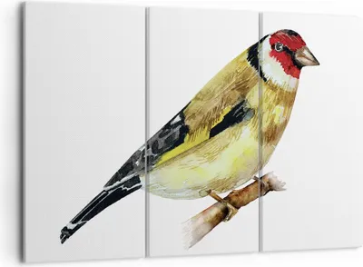 Produktbild von Bild auf Leinwand - Leinwandbild - 3 Teile - Stieglitz Vogel Aquarell - 105x70cm - Wand Bild - Wanddeko - Wandbilder - Leinwanddruck - Bilder - Wanddekoration - Leinwand bilder - CE105x70-4179