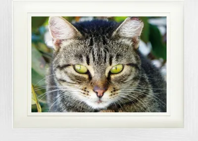 Produktbild von Katzen Gerahmtes Bild Mit Edlem Passepartout | Wand-Bilder | Im Bilderrahmen - Getigerte Katze, Nahaufnahme (30 x 40 cm)
