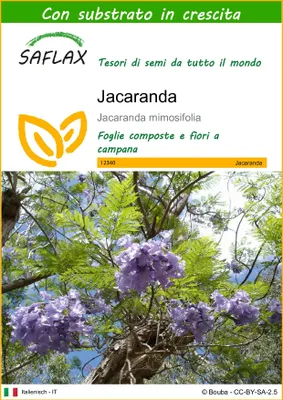 Immagine prodotto di SAFLAX  - Jacaranda - 50 semi - Con substrato - Jacaranda