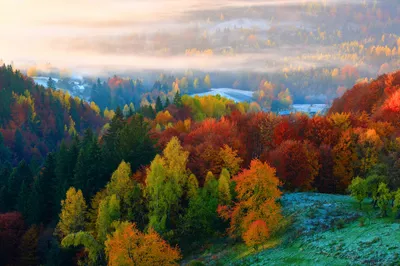 Produktbild von Muralo Fototapete Wald im Nebel 152.5 (B) x 104 (H) cm Vlies Tapete Wandtapeten Bäume Herbst Wohnzimmer Schlafzimmer moderne Wandbilder XXL Landschaft Panorama Wand Dekoration