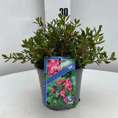 Obrázok produktu pre Escallonia 'Jamie' PBR – andský ker | 25–30 cm v črepníku