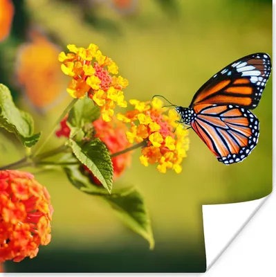 Produktbild von MuchoWow® Poster Schmetterling - Insekten - Blumen - Gelb 50x50 cm - Wohnzimmerdekoration